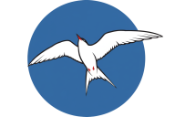 Daily Tern